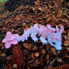 Cherry Blossom Dragon