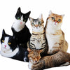 Realistic Cat Cushion